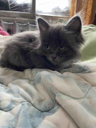 Котенок в хорошие руки