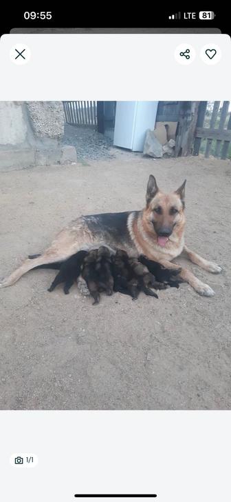 Продам щенки немецкой овчарки