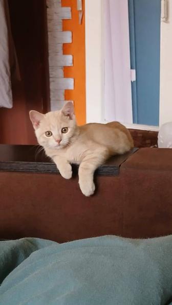 Британский котик