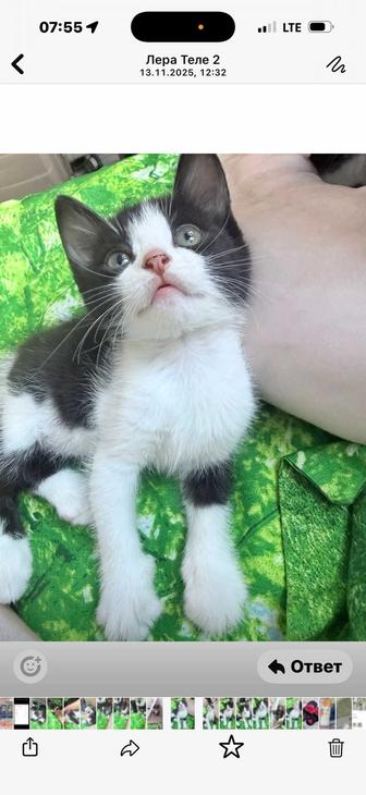 Отдам котят