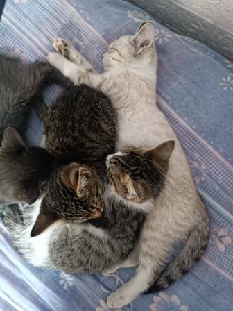 Котятки