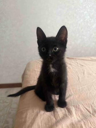Котенок в добрые руки
