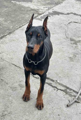 Доберман девочка с документами