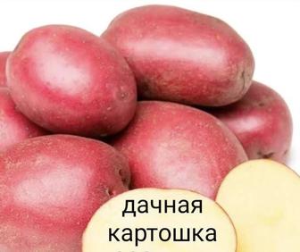 Картошка