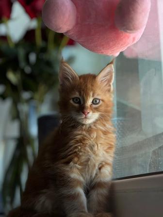 Продам котенка мейн куна