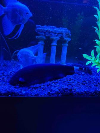 Аквариумная рыбка Черный нож (Apteronotus albifrons) или Аптеронотус белока