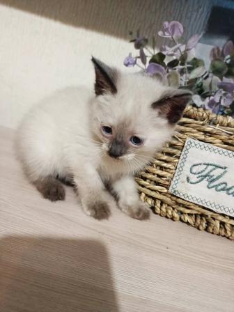 Продам котенка