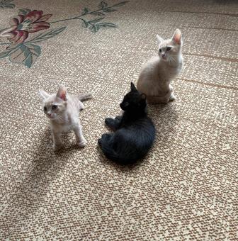 Отдам котят