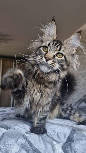 Мейн-кун котенок