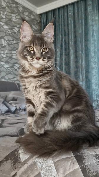 Мейн-кун котенок. Рассрочка до 12 месяцев, Kaspi Red.