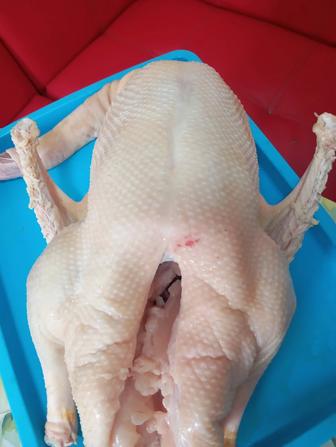 Домашняя птица