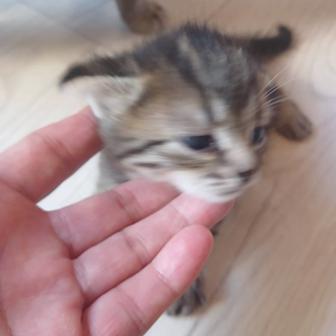 Котята