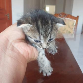 Котята
