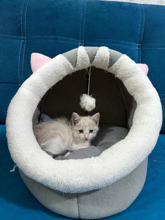 Отдам котенка в добрые руки