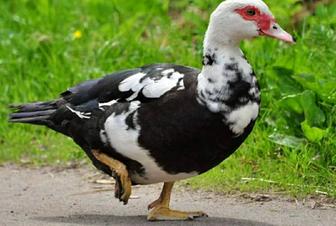 Продам мускусных уток (Шипунов)