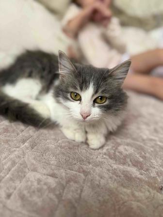 отдам котенка