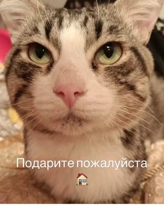 Ласковый кот в поиске дома