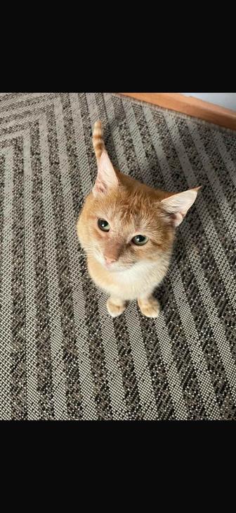 Отдам в добрые руки кота