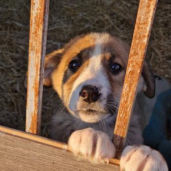 Щенки из приюта Хвостатый Рай