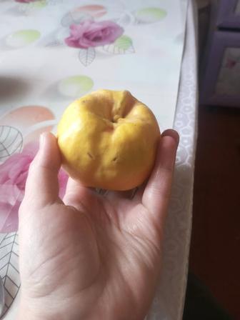 Айва