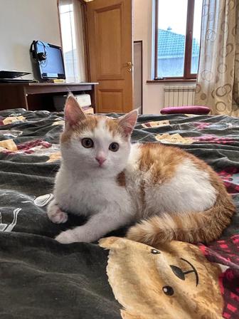 Отдам котенка в хорошие руки