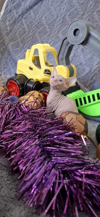 Котята донского сфинкса