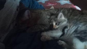 Отдам кошечку и котенка ( девочки) в добрые руки