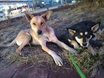 Собачки ищут дом