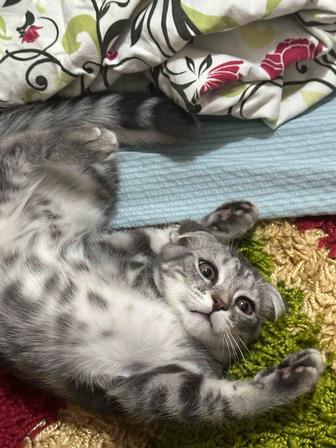 Отдам котенка