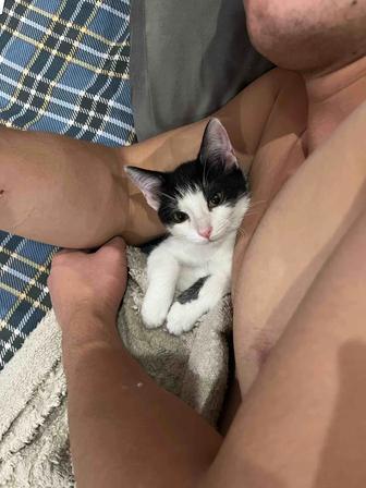 Отдам котика в добрые руки