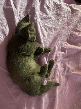 Отдам котенка в хорошие руки!