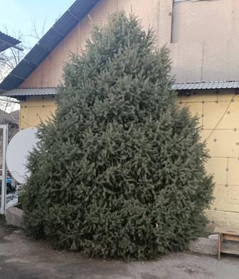 Ёлка Тянь Шаньская 5-6 метров