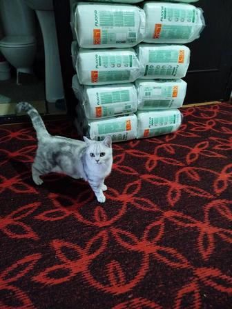Кошки