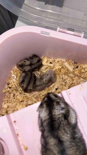 Продам хомячков