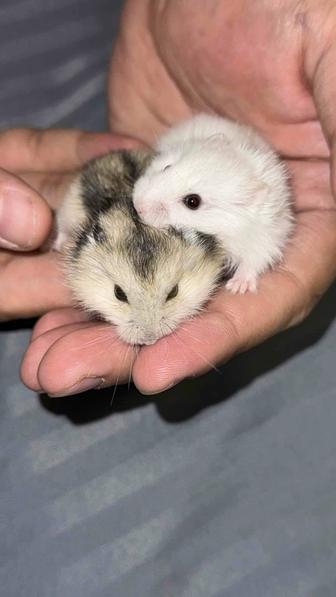 Продам хомячков