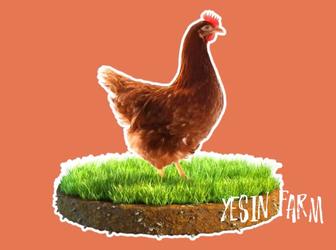 Инкубационные яйца несушка ломан браун от проверенного стада