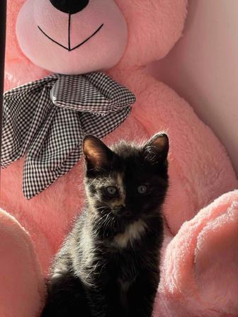 Котенок девочка 1,5 месяца