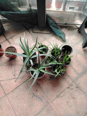 Продаю алоэ