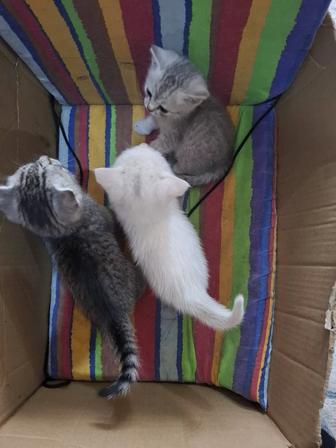 Отдам котят