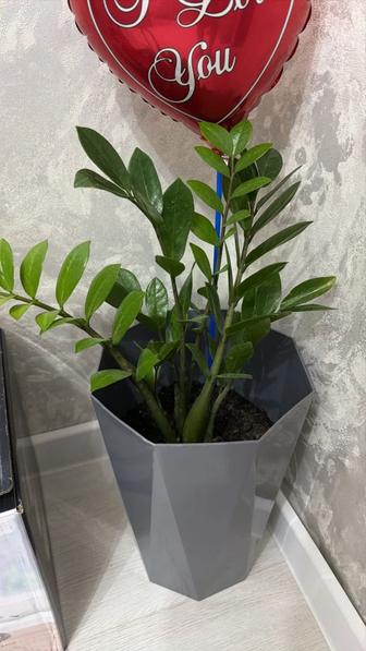 Долларовое дерево, Замиокулькас