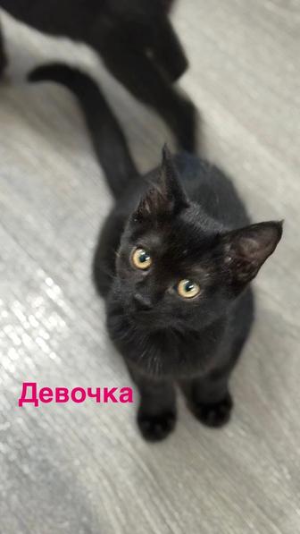 Котята