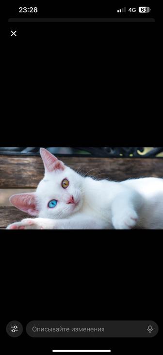 Ищу котенка до трех месяцев