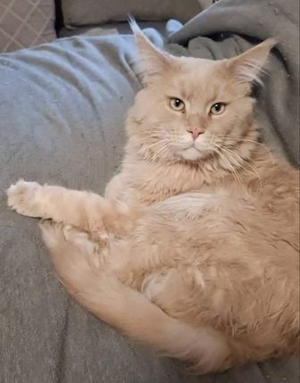 Продам кота Мейнкуна