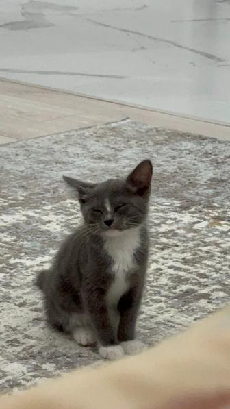 Отдам котенка в добрые руки