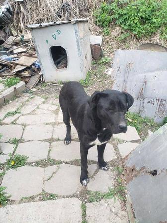Отдам собачку в хорошие добрые руки