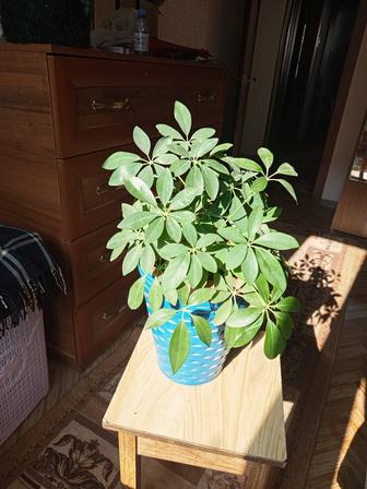 Продам цветок шефлера