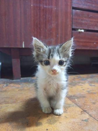 Отдам в добрые руки КОТЯТА