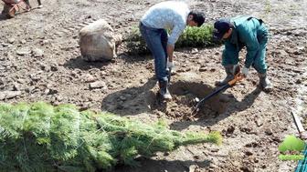 Озилинения