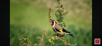 Продам птицу певчие Красношапочный вьюрок щеглы