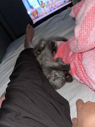 Отдам котенка в добрые руки